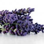 Photo - istockphoto.com