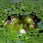 Photo: iStockphoto.com - 1040476