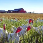 Turkey's Grazing