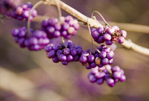 Photo ©rathyrye istockphoto