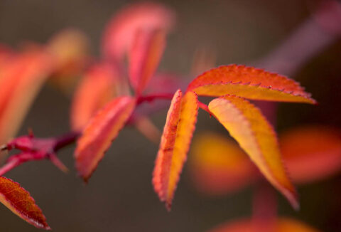 © Kybele - Adobe Stock